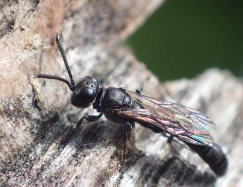 Trypoxylon beaumonti